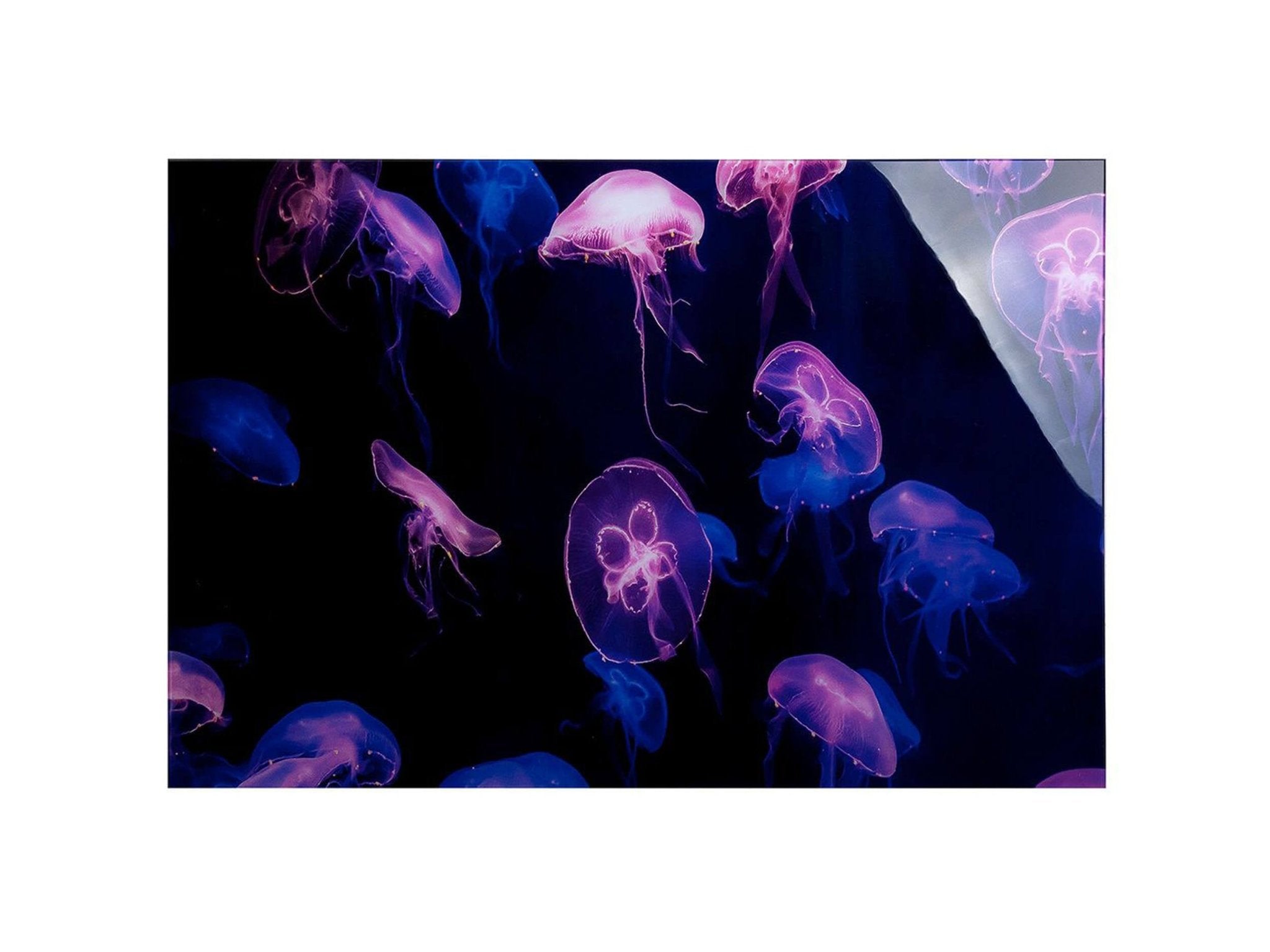Aluminium schilderij - Jellyfish | H. 80 cm