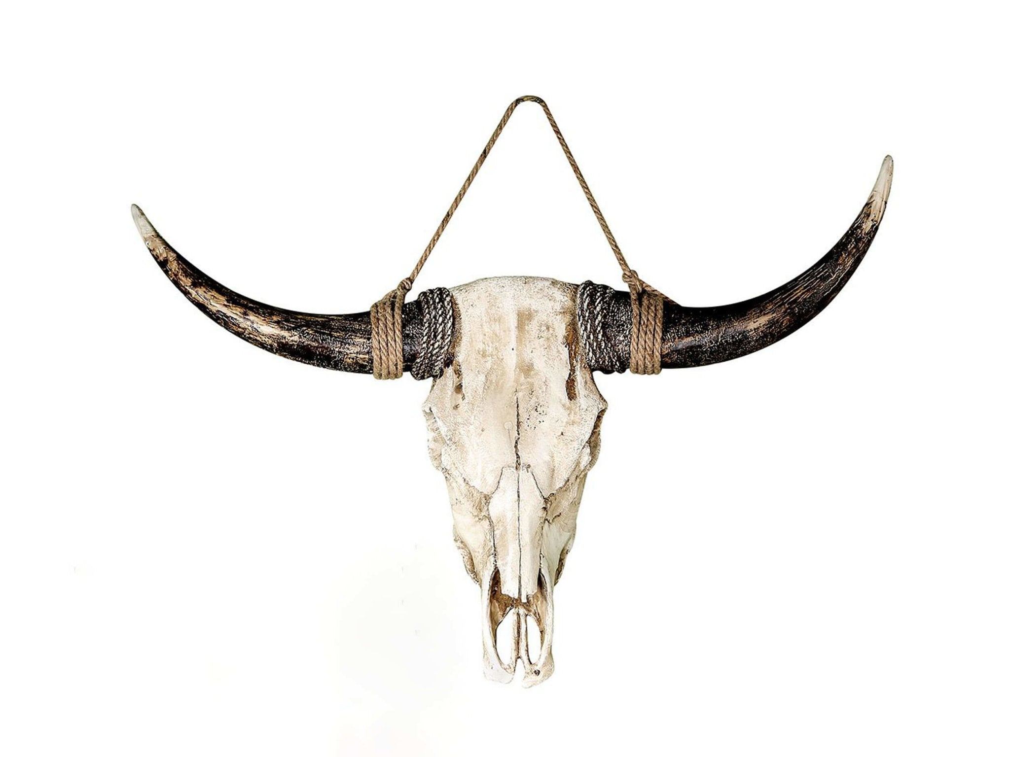 Buffel schedel | H. 24 cm